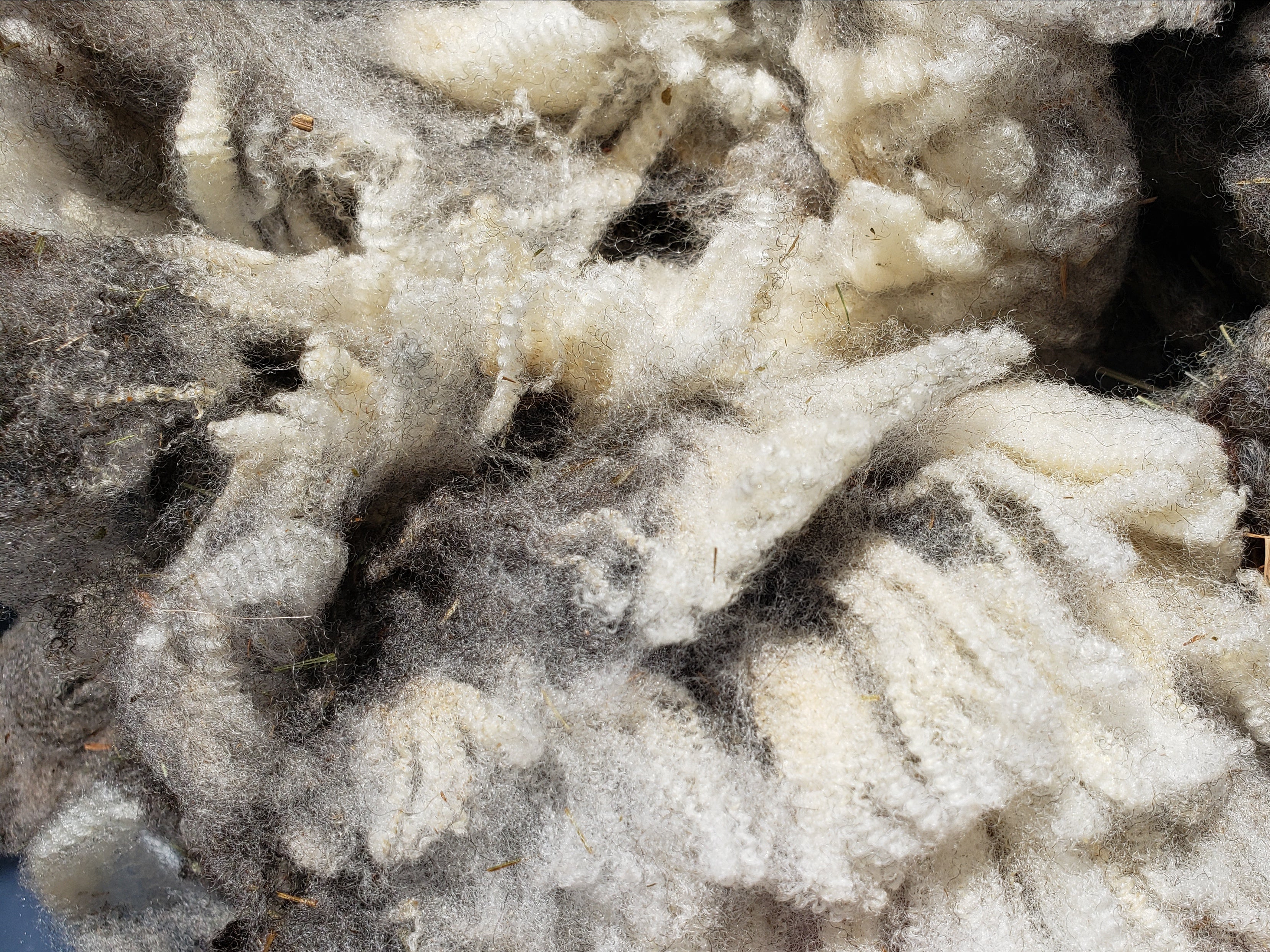 Close-up of raw sheep wool, white and grey in colour
